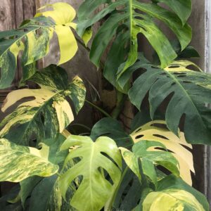 ficus decora burgundy