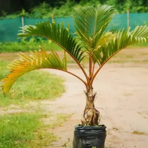 champagne bottle palm