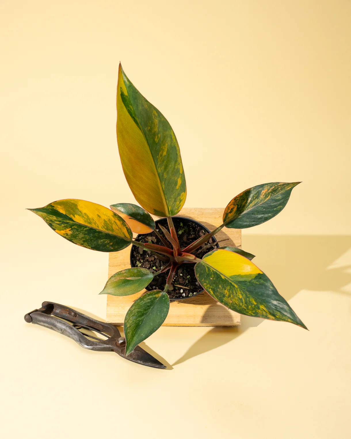 hoya obovatum hoya obovatum