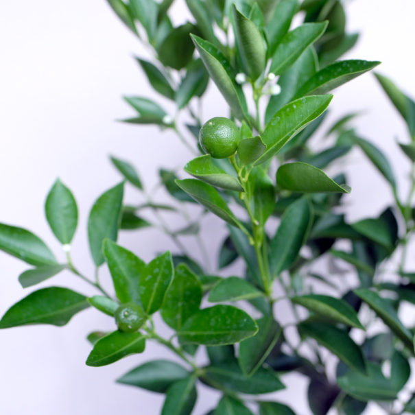 var. calamansi var. calamansi