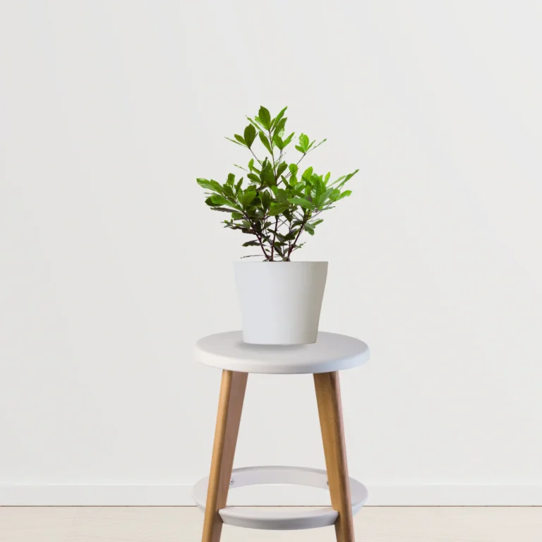 ChikooSmallPlant 768x768