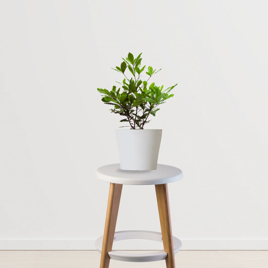 var. chico var. chico