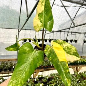 sansevieria laurentii