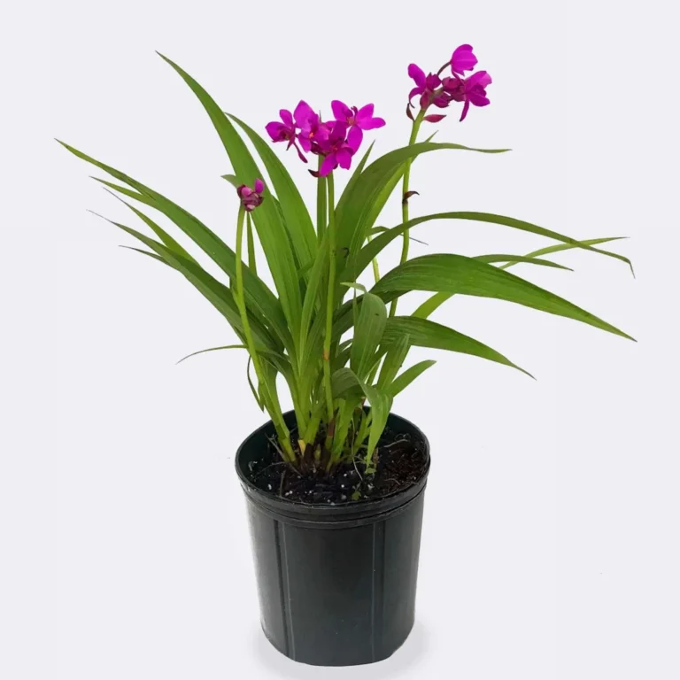 Ground Orchid Scaled 2 768x768