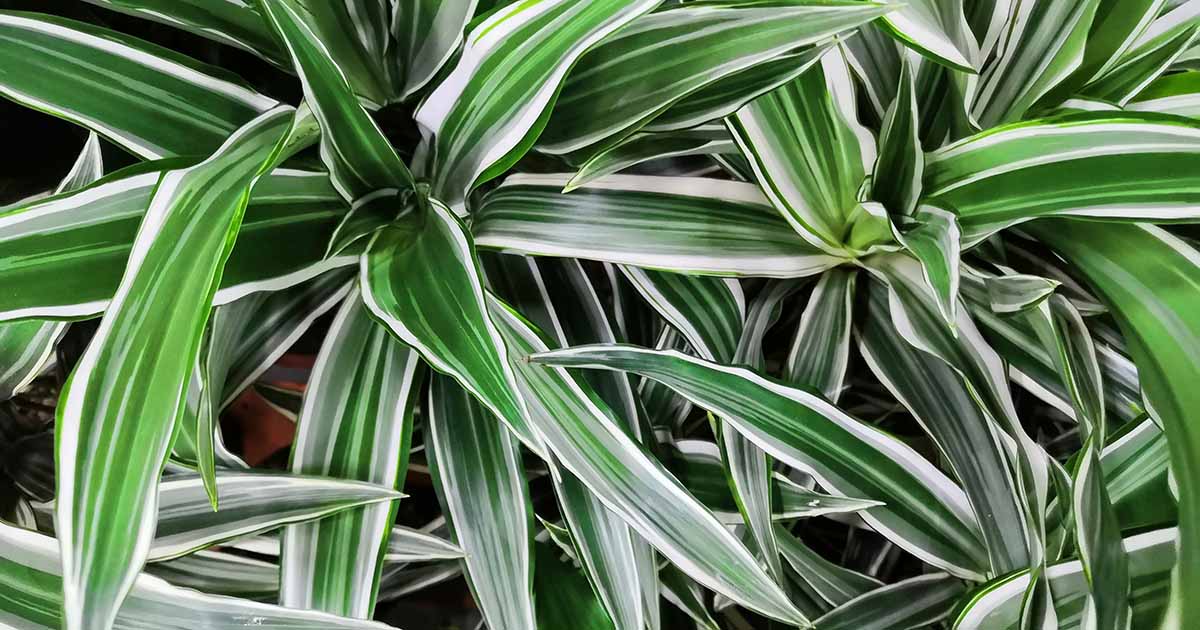 crumpled dracaena crumpled dracaena