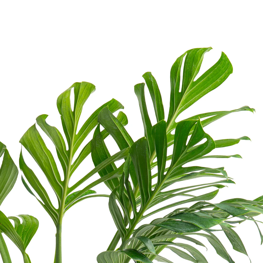 dracaena lisa dracaena lisa