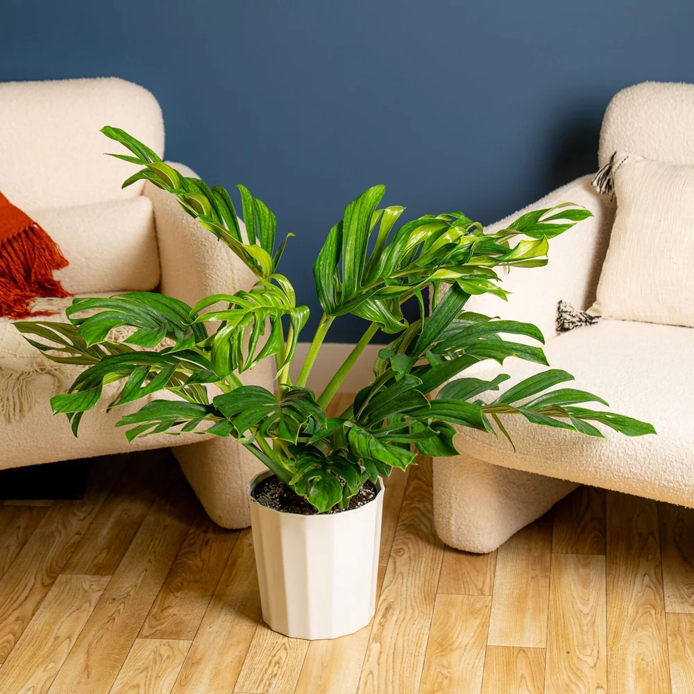 dracaena lisa dracaena lisa