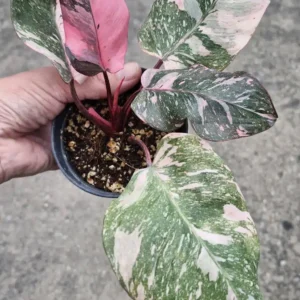 sansevieria golden flame