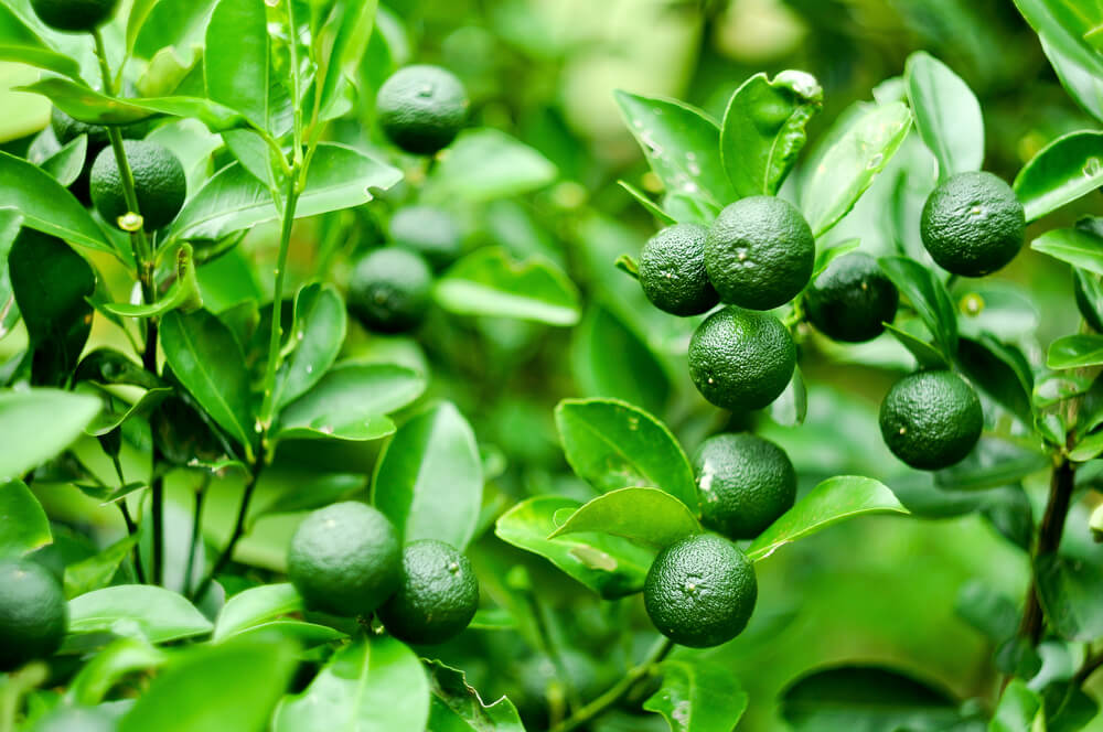 var. calamansi var. calamansi