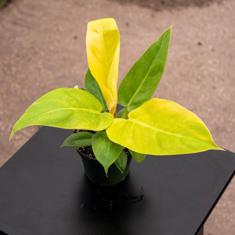 Gabriella Plants Philodendron Melinonii Golden 4 40706152825077 768x768
