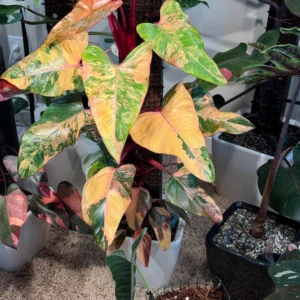 Home birdnest japanese