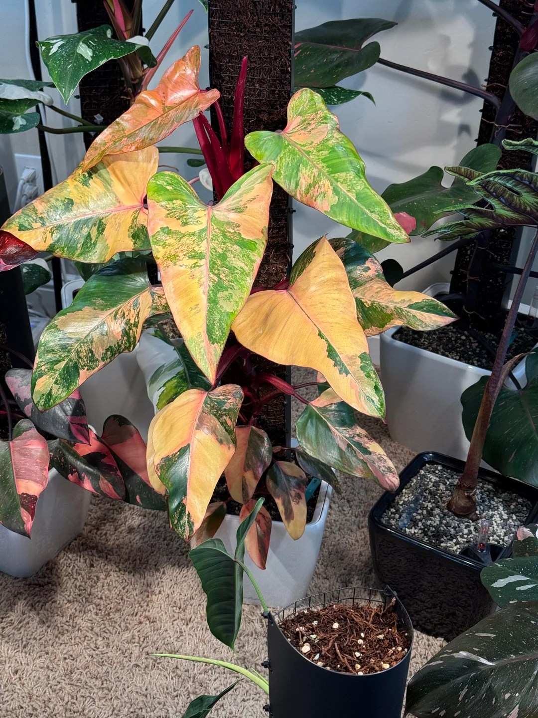 birdnest japanese birdnest japanese