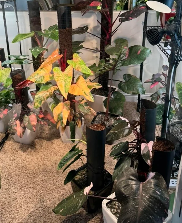 birdnest japanese birdnest japanese