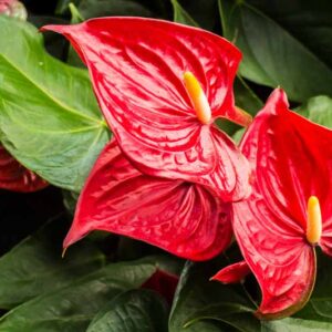 anthurium foliage