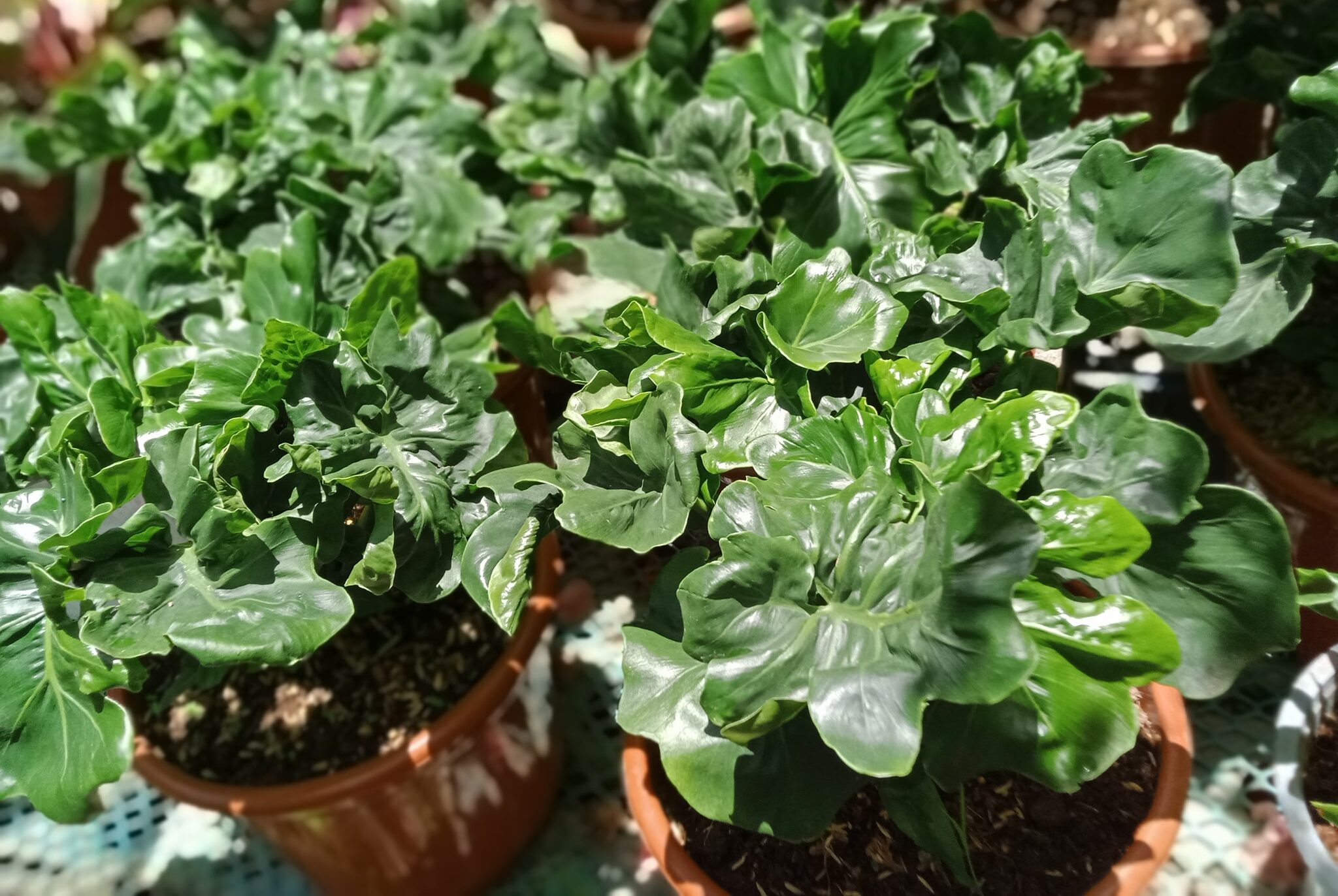 480287092 3955663084709693 7762030191752513475 n